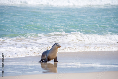 Sea lion, Seal Bay Conservation Park, Kangaroo Island, SA, Australia