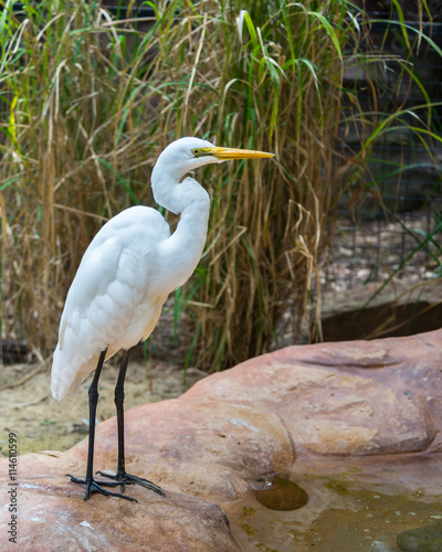 Intermediate Egret, Featherdale Wildlife Park, NSW, Australia