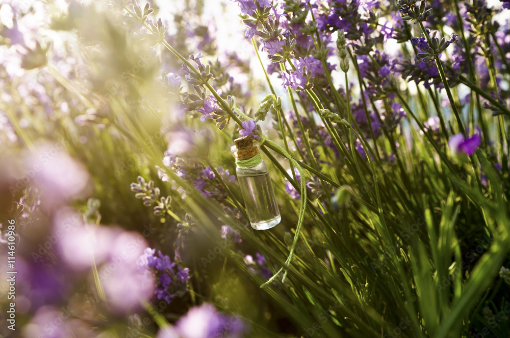 Obraz premium Lavender essential oil in the field