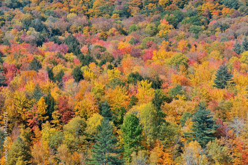 Autumn forest background © rabbit75_fot