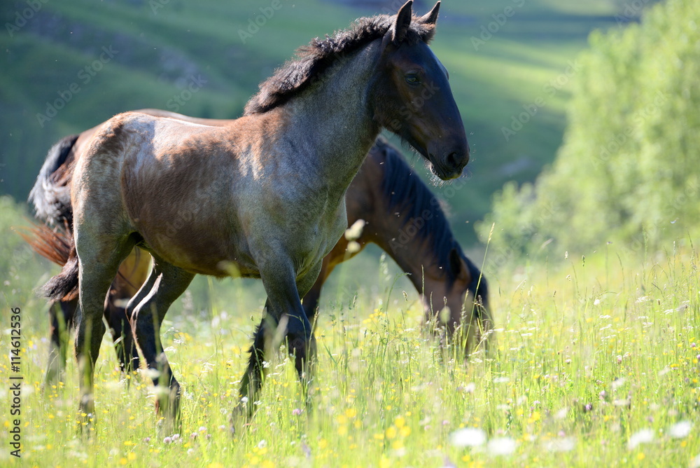 kess, neugieriges graues Norikerfohlen abens im Gras kess, neugieriges graues Norikerfohlen abens im Gras