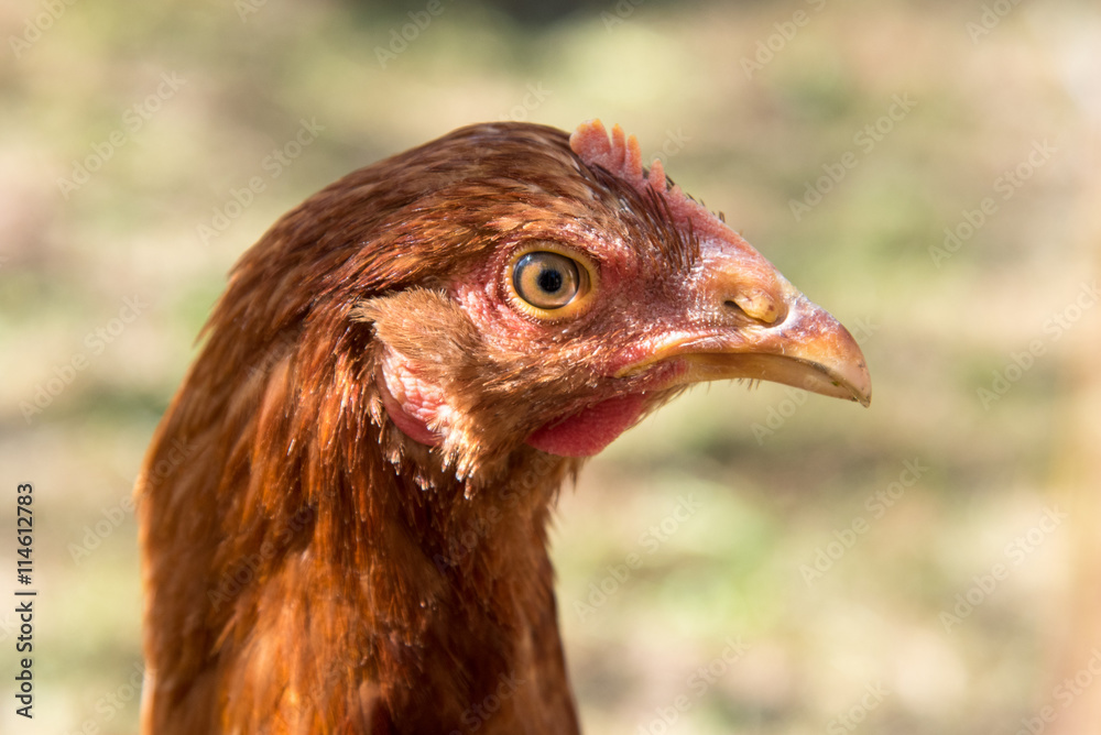 angry chicken