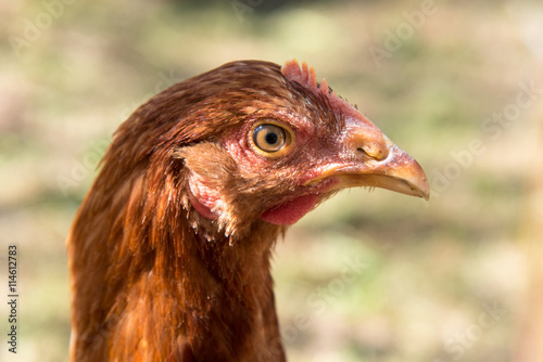 angry chicken © comradelukich