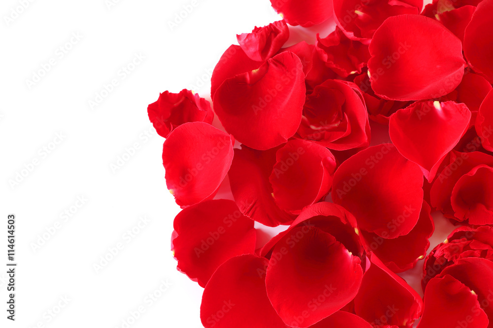 red rose petals red rose petals