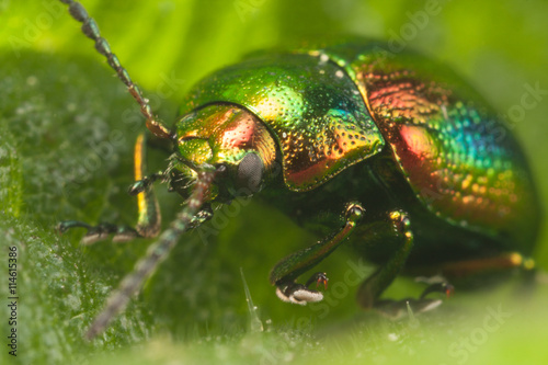 Obraz na płótnie Rainbow beetle