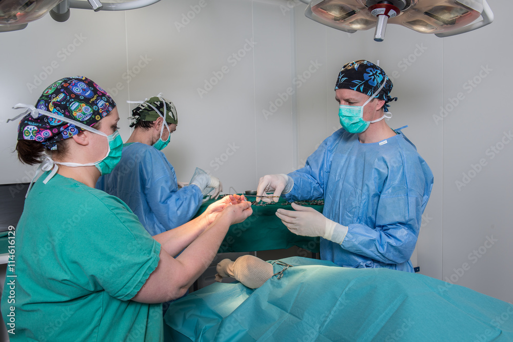 Φωτογραφία Chirurgie osseuse vétérinaire, chirurgie orthopédique et en traumatologie ostéo-articulaire, canine et féline