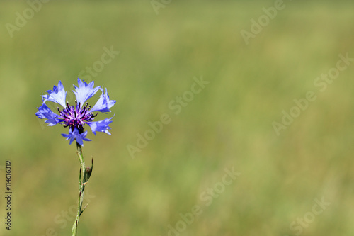 flower meadow knapweed/ blue cornflower on a background of green meadows in the summer 