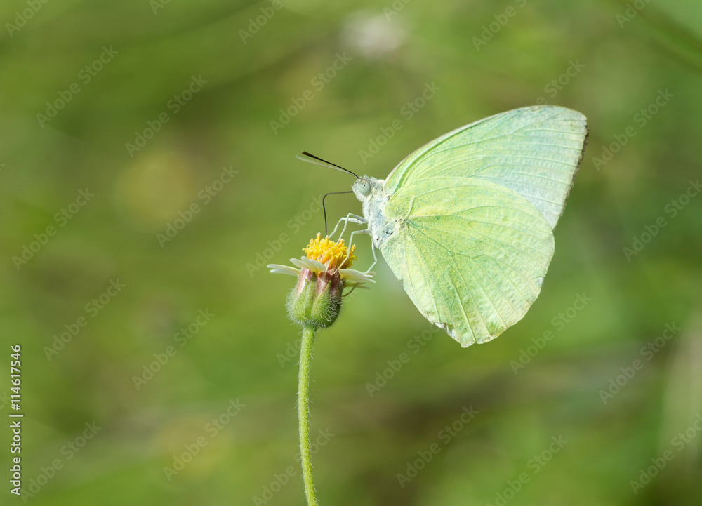 Common Grass Yellow butterfly (Eurema hecabe contubrenalis (Moor Common Grass Yellow butterfly (Eurema hecabe contubrenalis (Moor