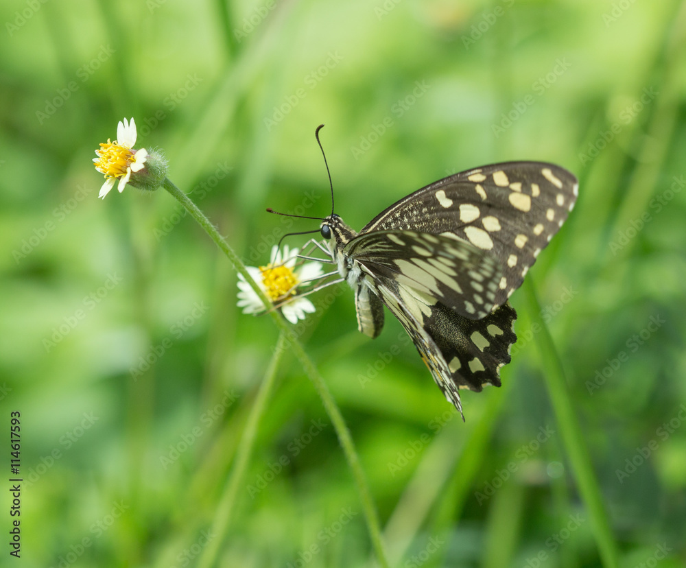 Black-veined Sergeant butterfly (Athyma ranga) on flower Black-veined Sergeant butterfly (Athyma ranga) on flower