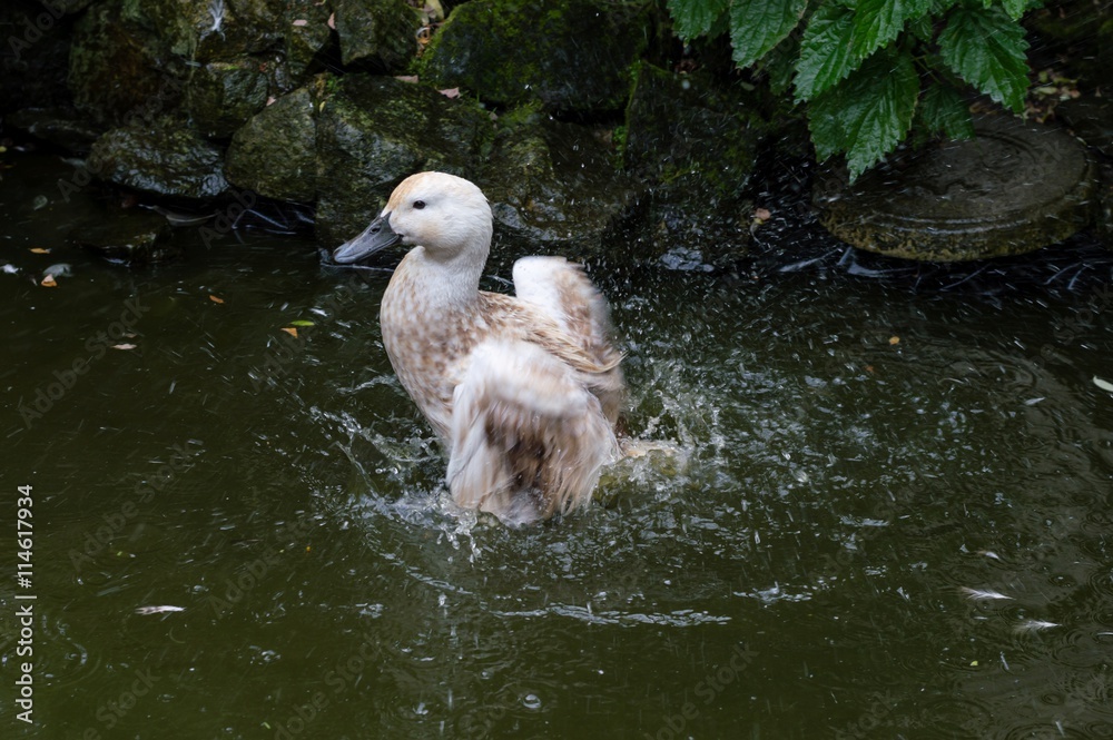 Duck Splashing In Pond