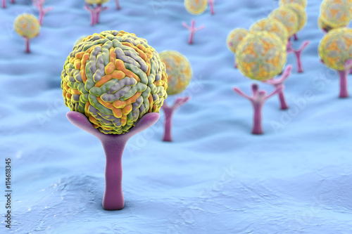 Zika virus attaching to AXL receptor on the surface of a neural stem cell, 3D illustration. Zika virus causes Zika fever leading to microcephaly in newborns photo