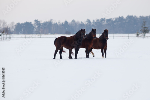 Three horses on a snowy paddock