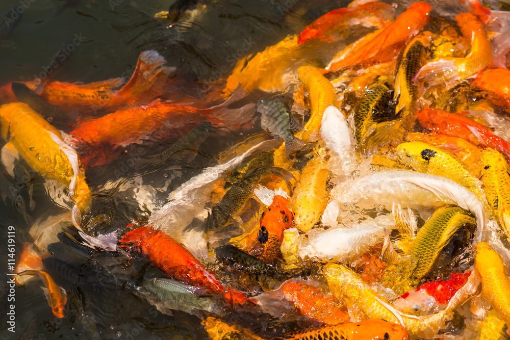 Colorful Japanese Koi fish carp