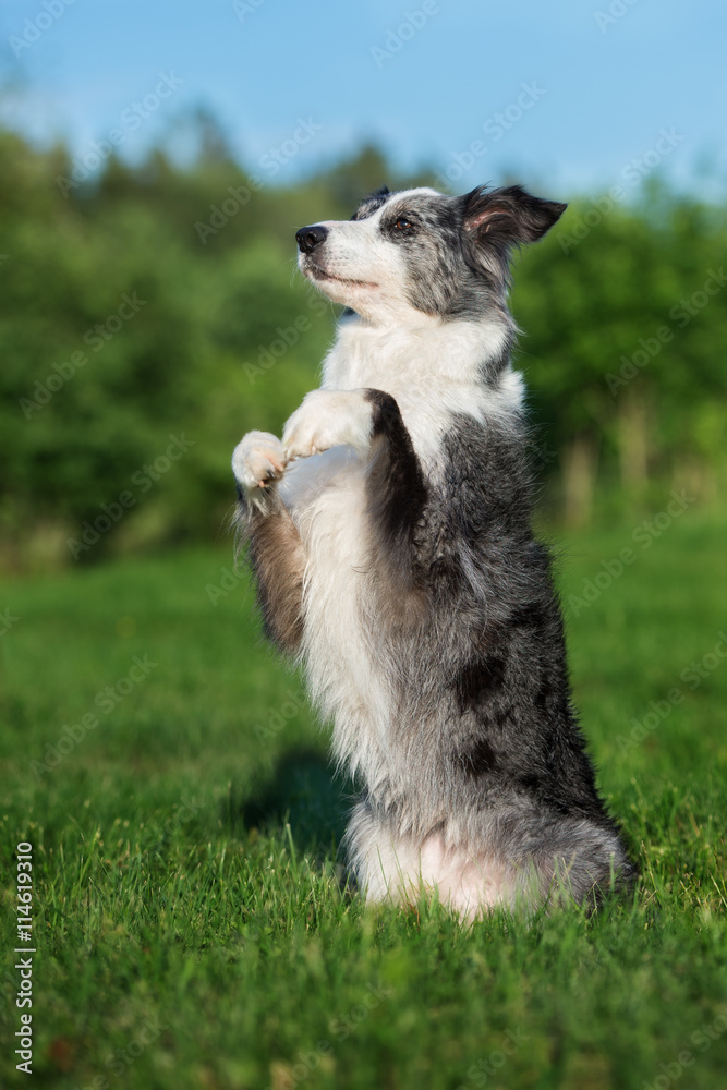 border collie dog begging outdoors