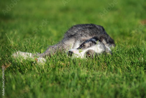 border collie dog lying down on a field
