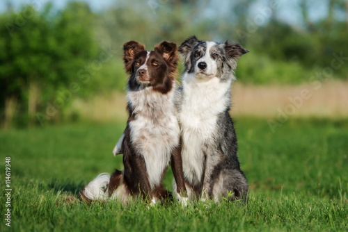 Wall Mural two border collie dogs sitting on a field