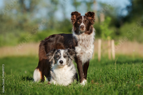 Fotografia, Obraz two border collie dogs posing outdoors together