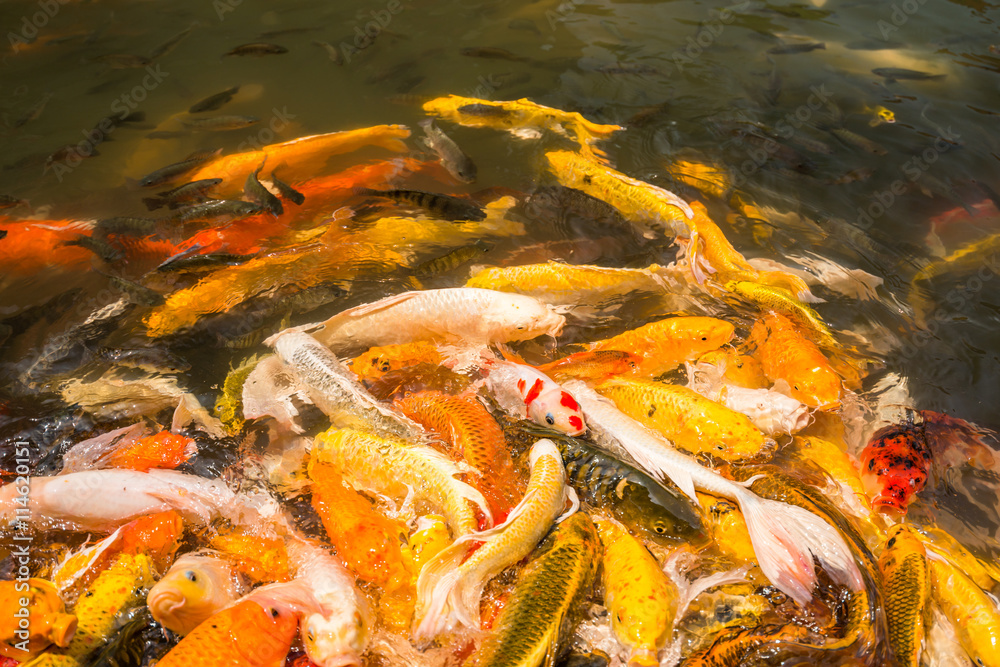 Colorful Japanese Koi fish carp Colorful Japanese Koi fish carp