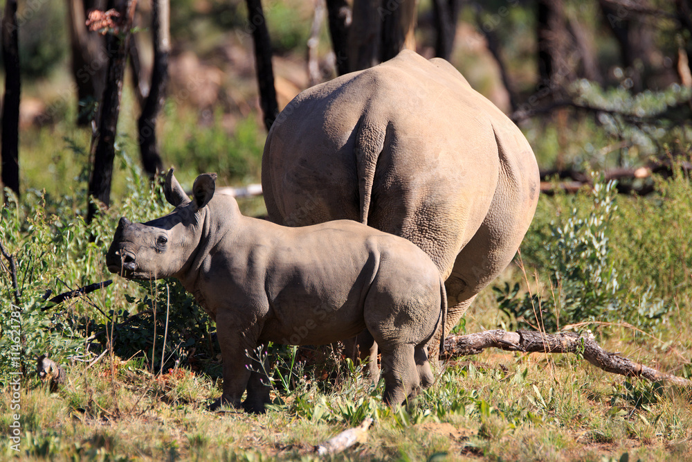 Breitmaulnashorn Breitmaulnashorn