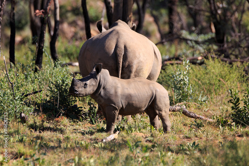 Breitmaulnashorn photo