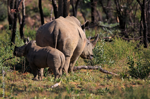 Breitmaulnashorn