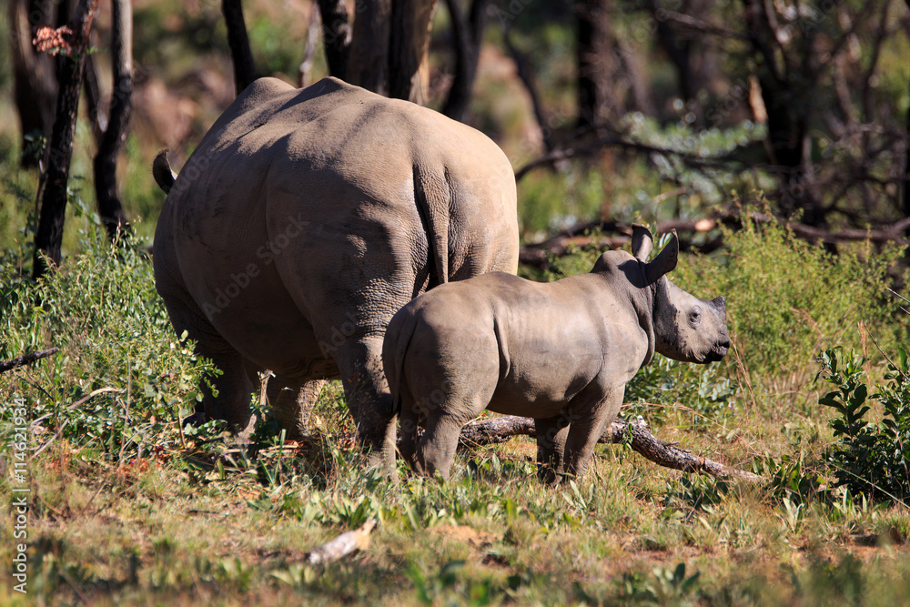 Fototapeta premium Breitmaulnashorn