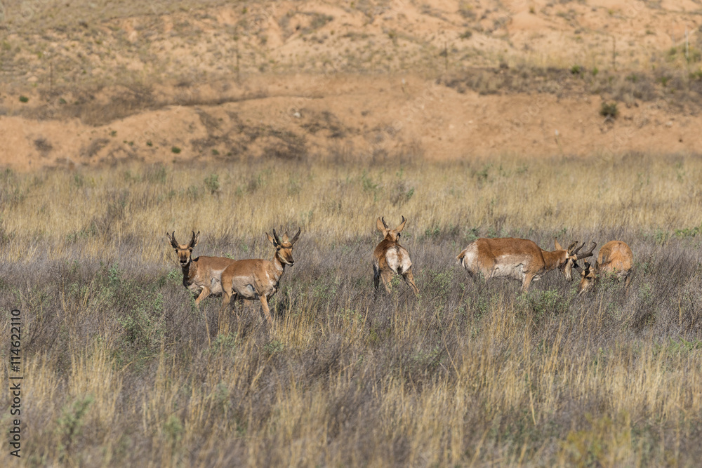 Pronghorn Antelope Bucks Pronghorn Antelope Bucks