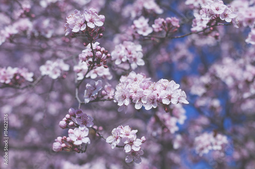 Spring Cherry blossoms  pink flowers.