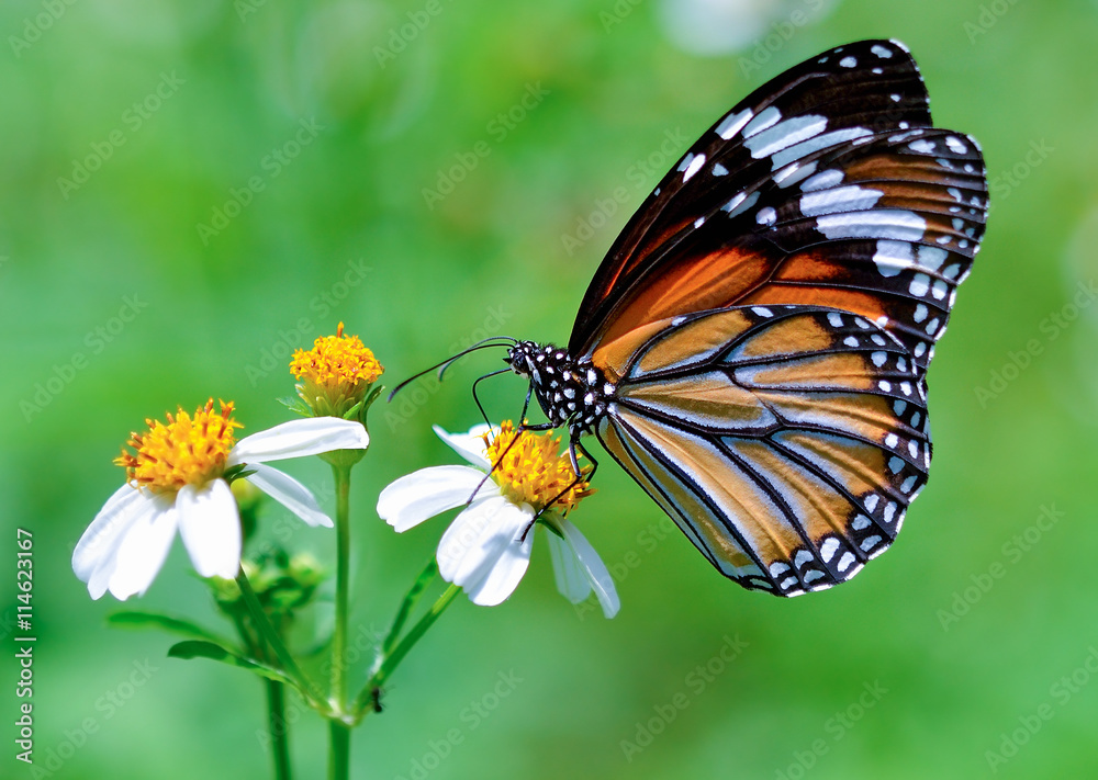 Fototapeta premium butterfly fly on flower