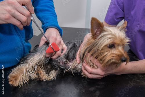 Fototapeta Naklejka Na Ścianę i Meble -  Vétérinaire, consultation de la bonne santé d'un chien, température;stétoscope ; électro ; cardio ; gramme ; le cœur, les yeux, les oreilles, épillet, les dents, les articulations, ongles.