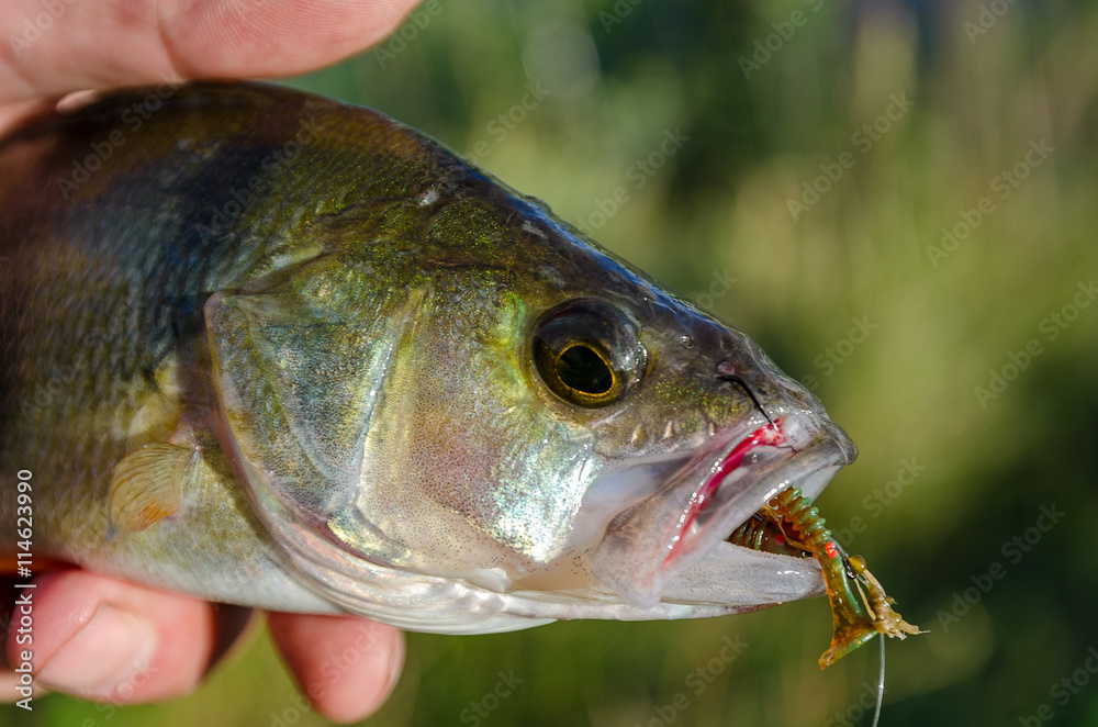 Fish perch on the hook Fish perch on the hook