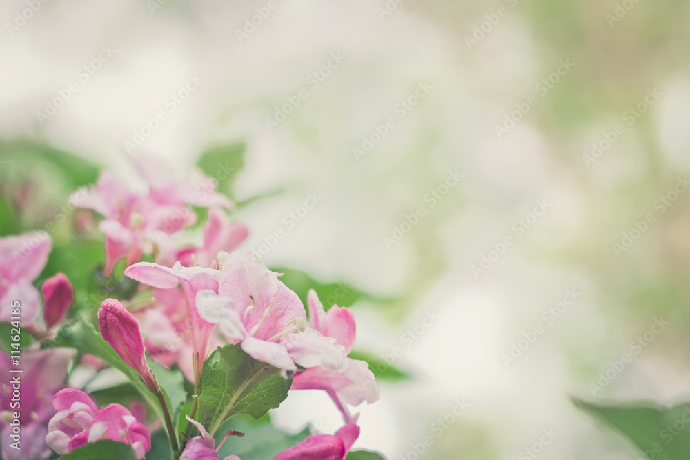 Weigela blossom in springtime