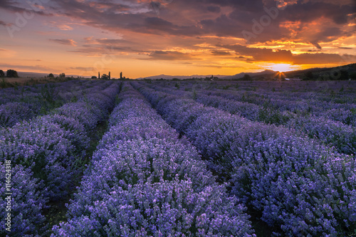 Lavender