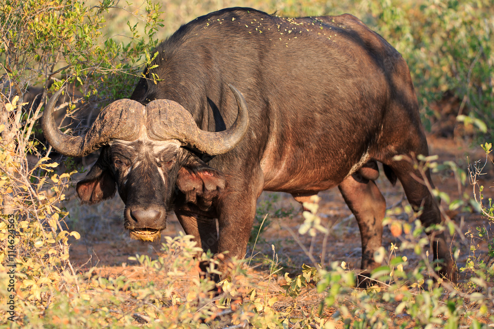 Obraz premium Kaffernbüffel