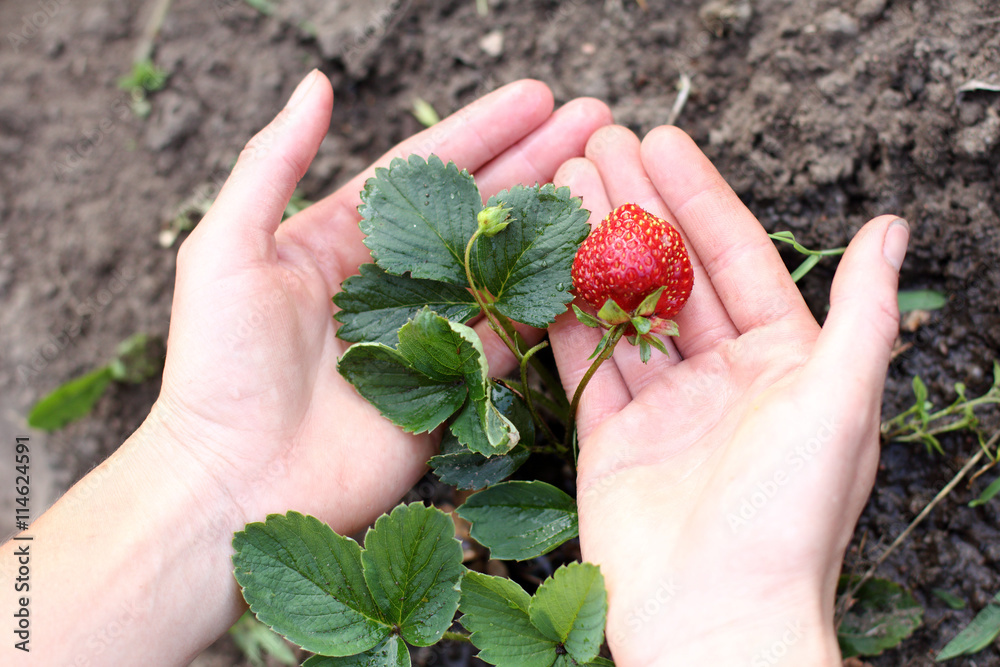 favorite berry for garden/ gardener gently holding his strawberry crop favorite berry for garden/ gardener gently holding his strawberry crop