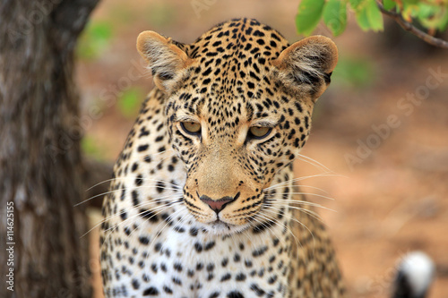 Leopard © Andreas Edelmann