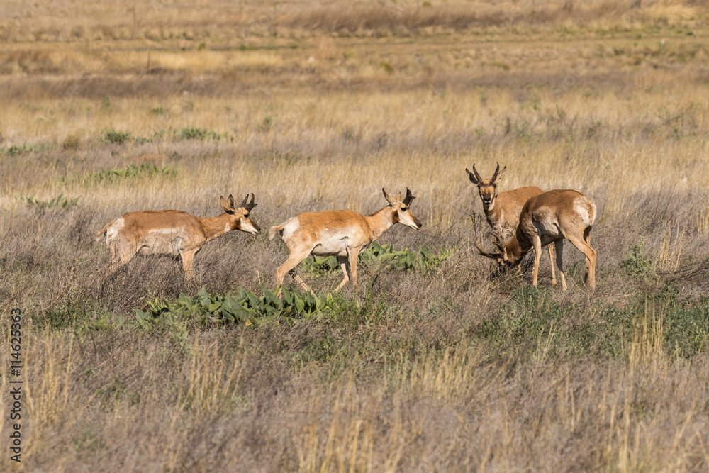 Pronghorn Antelope Bucks Pronghorn Antelope Bucks