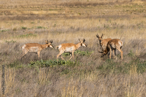 Pronghorn Antelope Bucks