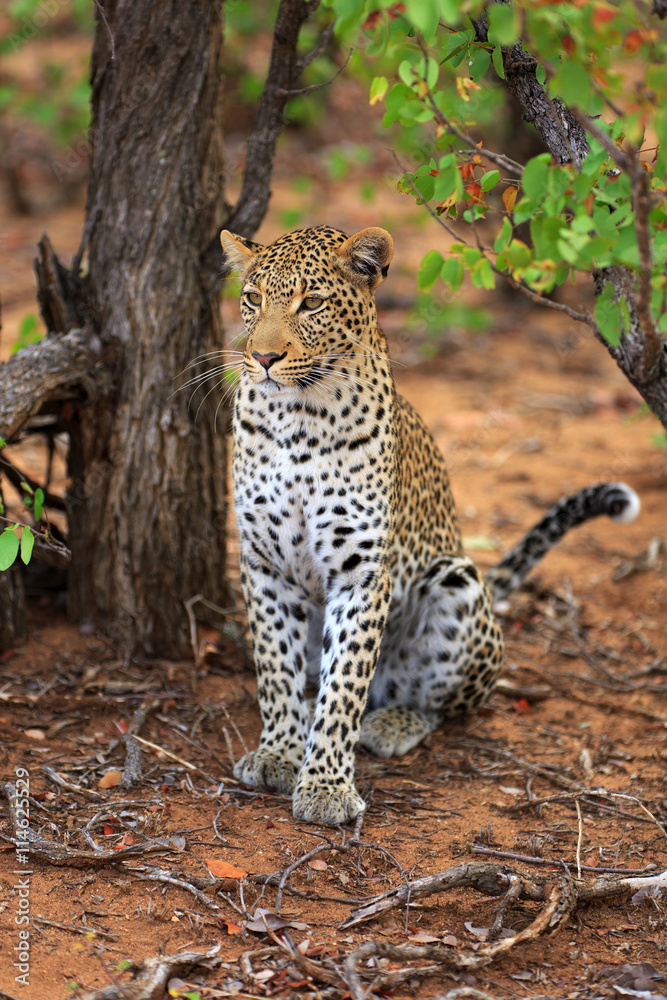 Obraz premium Leopard