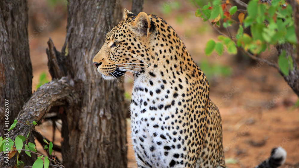 Leopard Leopard