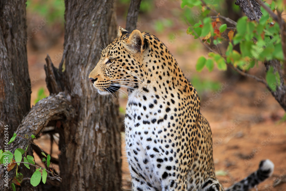 Leopard Leopard