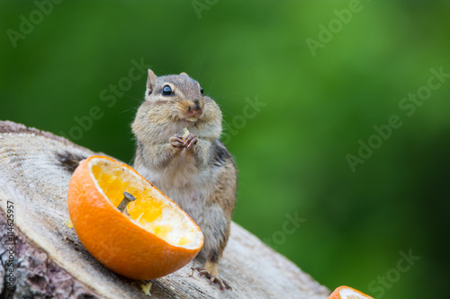 Eastern Chipmunk photo