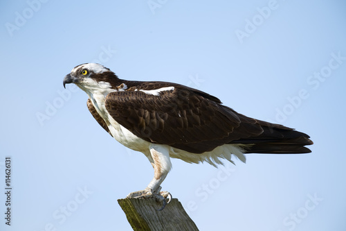 Osprey Standing on Post