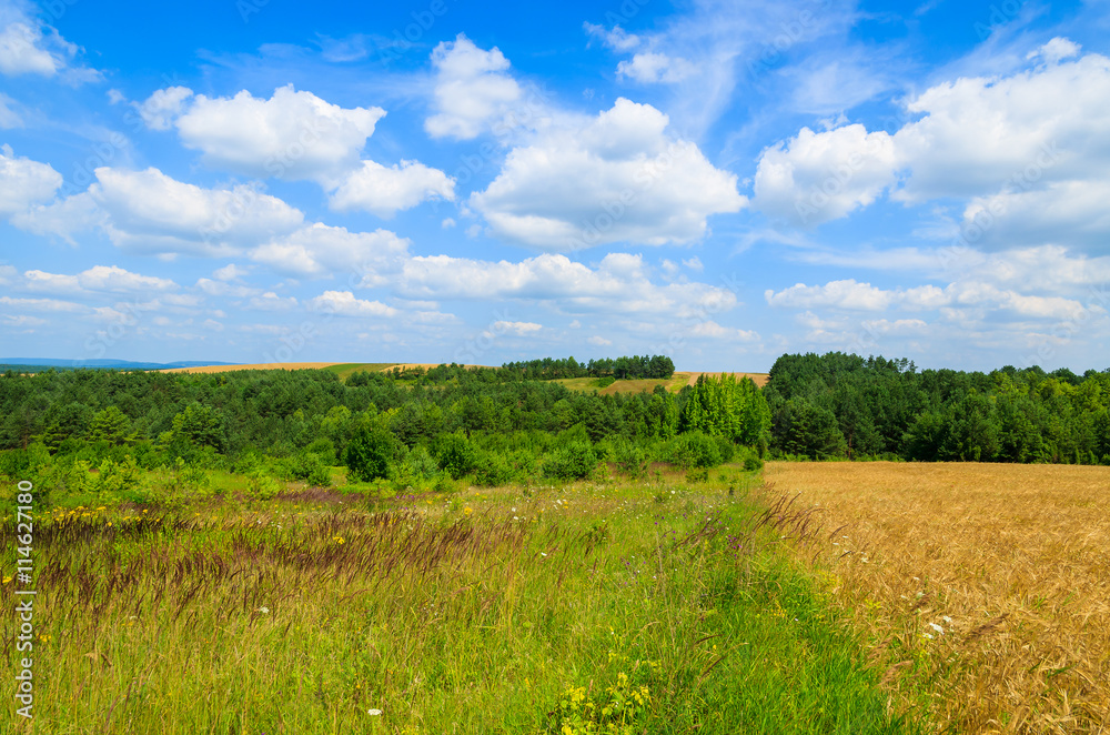 View of green farming field in summer landscape of Poland