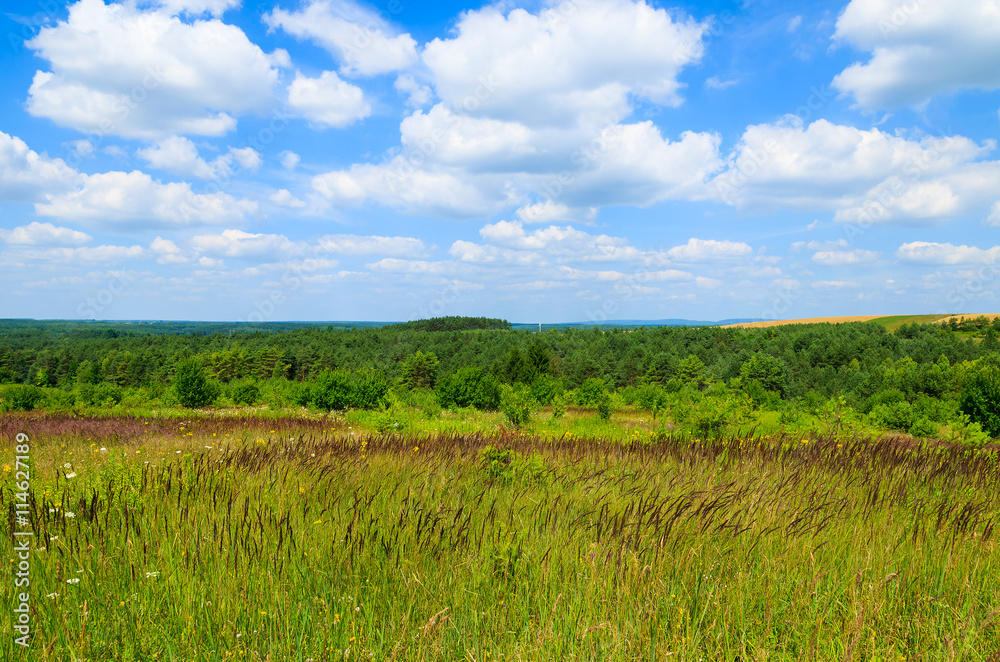 View of green farming field in summer landscape of Poland View of green farming field in summer landscape of Poland