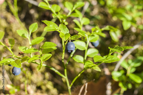 blueberry in the forest