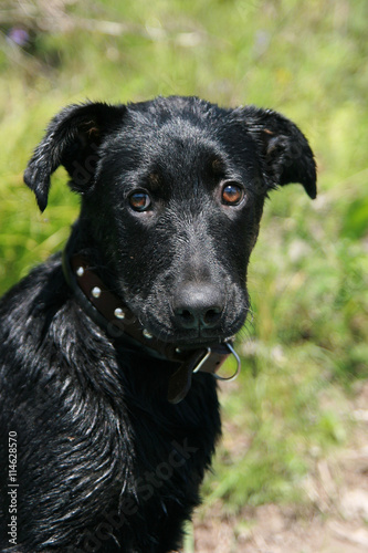 Wallpaper Mural A young black dog. Torontodigital.ca