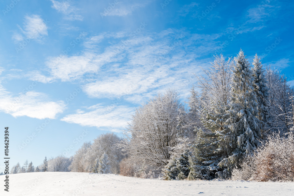 Winter trees in Beskid Sadecki Mountains and sunny blue sky, Poland Winter trees in Beskid Sadecki Mountains and sunny blue sky, Poland