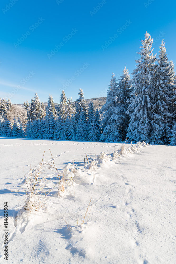 Winter trees covered with fresh snow in Beskid Sadecki Mountains, Poland Winter trees covered with fresh snow in Beskid Sadecki Mountains, Poland