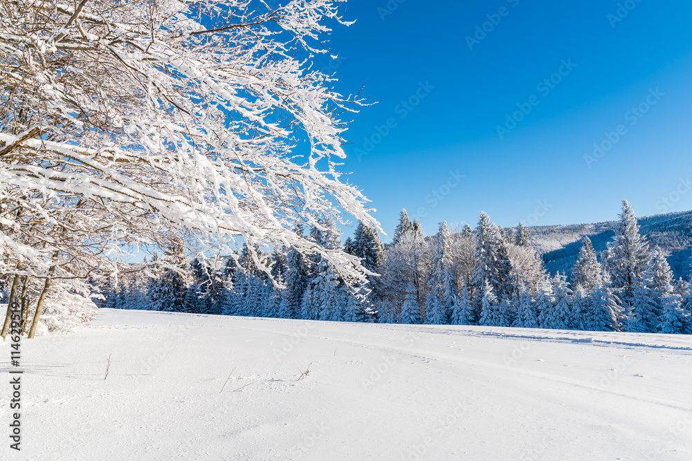 Winter trees covered with fresh snow in Beskid Sadecki Mountains, Poland